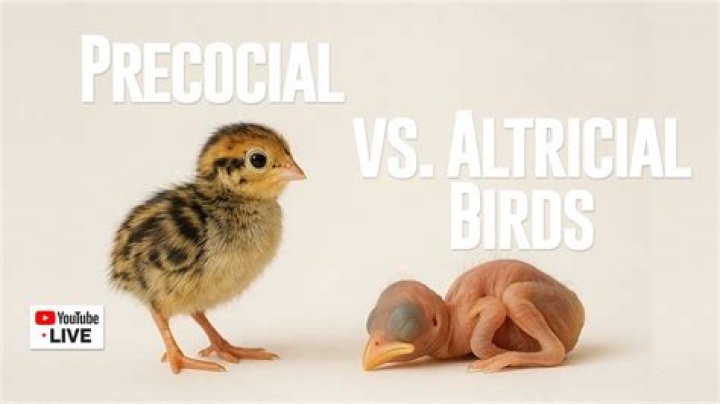 Altricial vs Precocial: Understanding the Differences in Animal Development